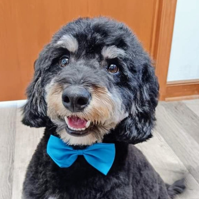 A happy dog with a bandana after a nice grooming at Dog Haven!