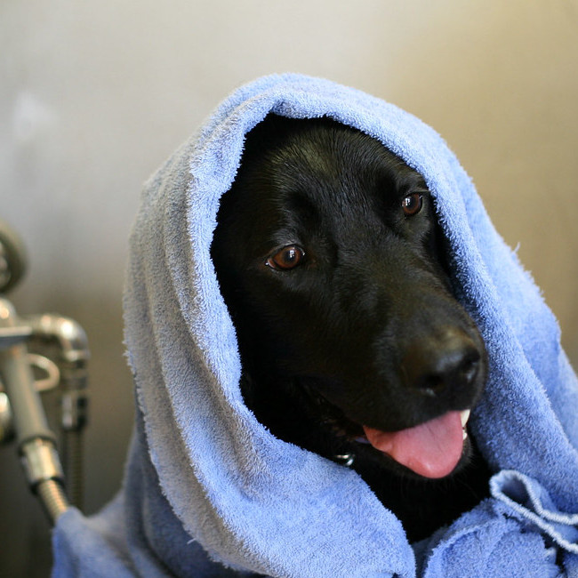 A happy dog after a nice bath at Dog Haven!