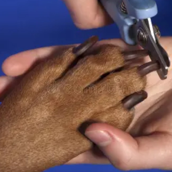 A pooch getting their nails trimmed at Dog Haven!