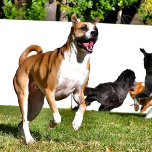 Dogs-Running-1