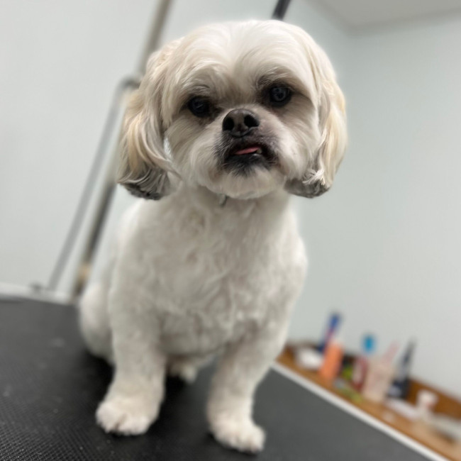 gooming-small-dog-on-table-650x650-1